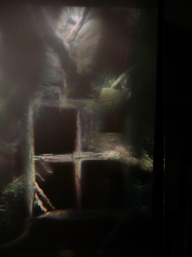 The Pussy,the mirror,the window,the spiral and the egret.Dimly by mirror.Sasom i en spegel..I.BERGMA The Pussy,the mirror,the window,the spiral and the egret.Dimly by mirror.Sasom i en spegel..I.BERGMA