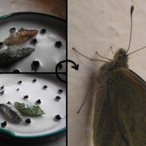 ATTO D'APPRENDIMENTO