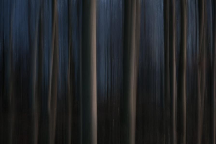 Pencil of Nature / Forest V