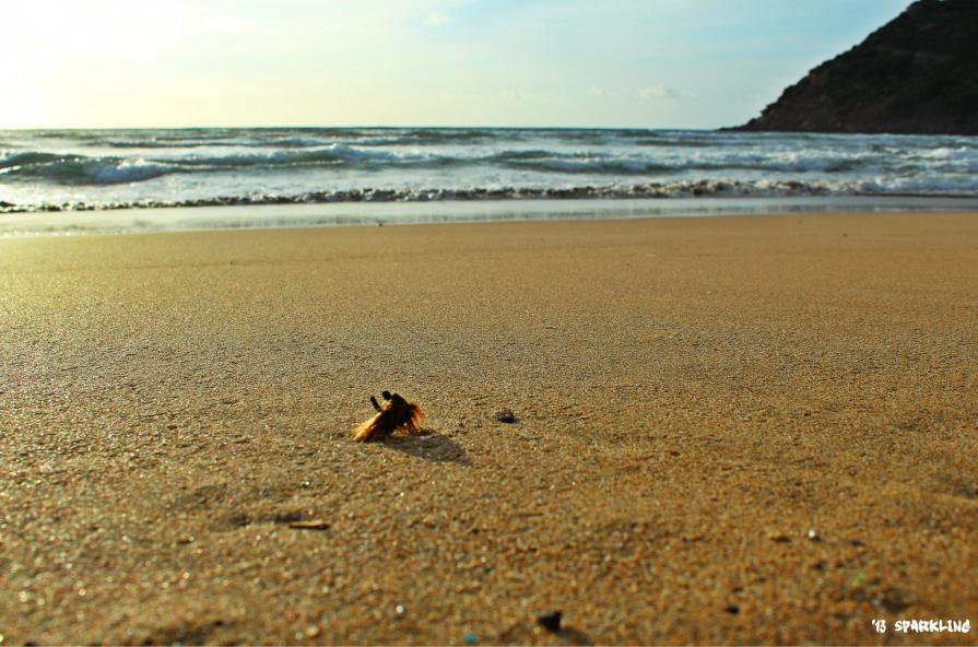 l'oro della Sardegna
