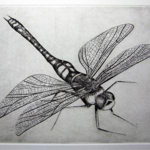 libellula