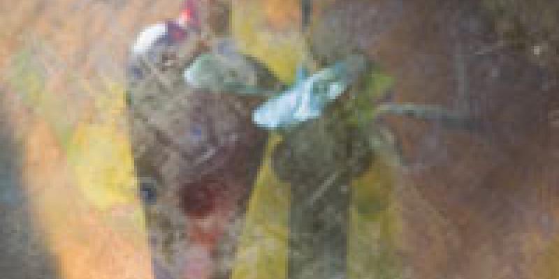 Guest fotografo Guest fotografo