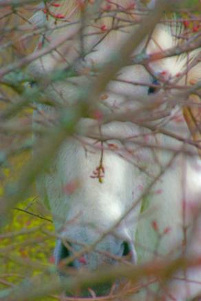 Giocando a nascondino con la cavalla
