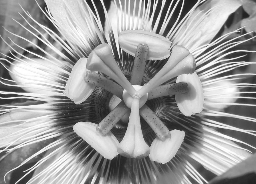 Niente come la natura # 6