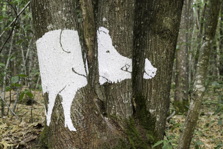 Wild boar side view 2