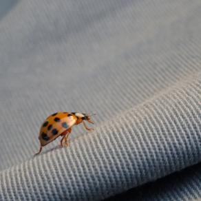 Coccinella Vagabonda