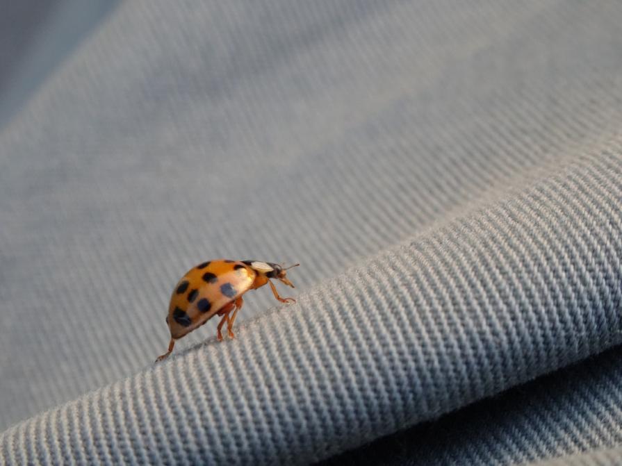 Coccinella Vagabonda
