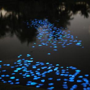 Obon (The Returning of the Spirits)