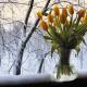 Tulips and Snow