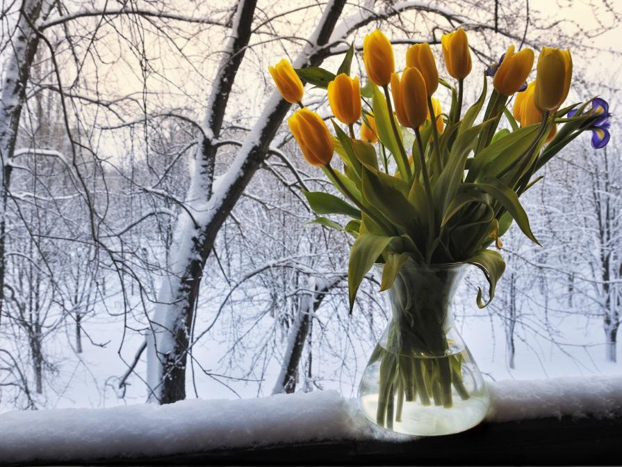Tulips and Snow