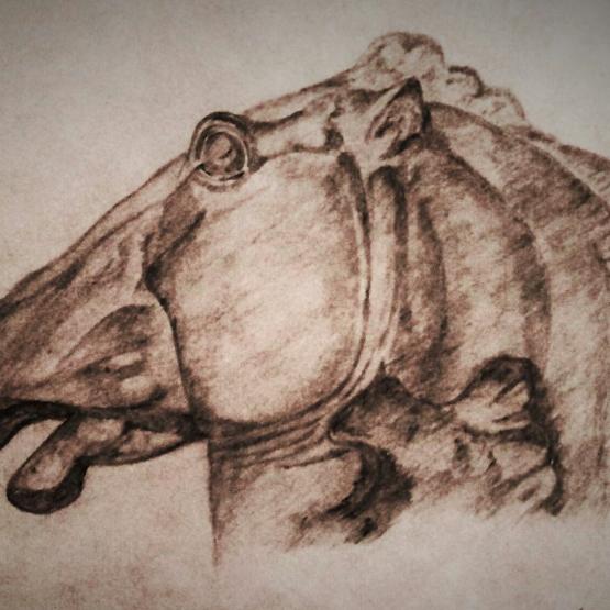 Studio per cavallo(a matita)