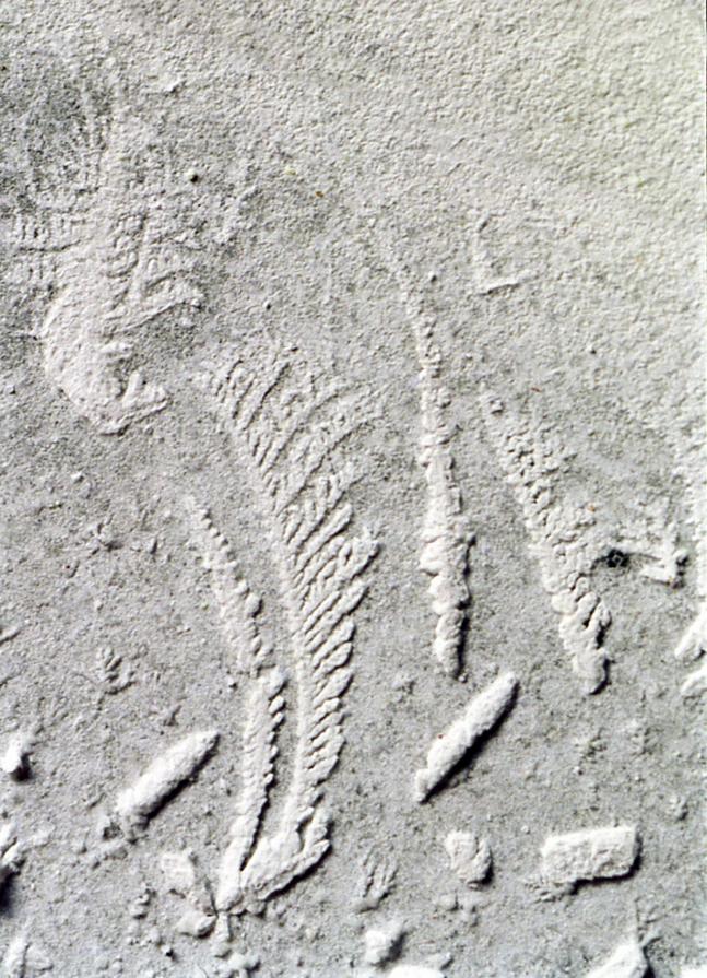 Naturalismo ancestrale