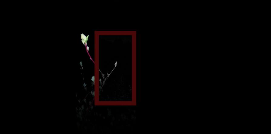 You a fiery bush growing in my head. You a fiery bush growing in my head.