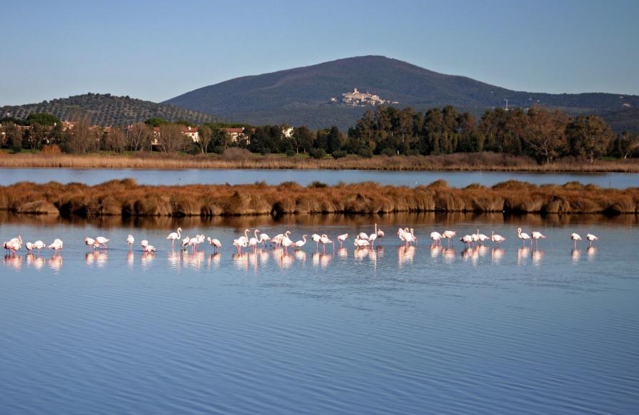 Fenicotteri 