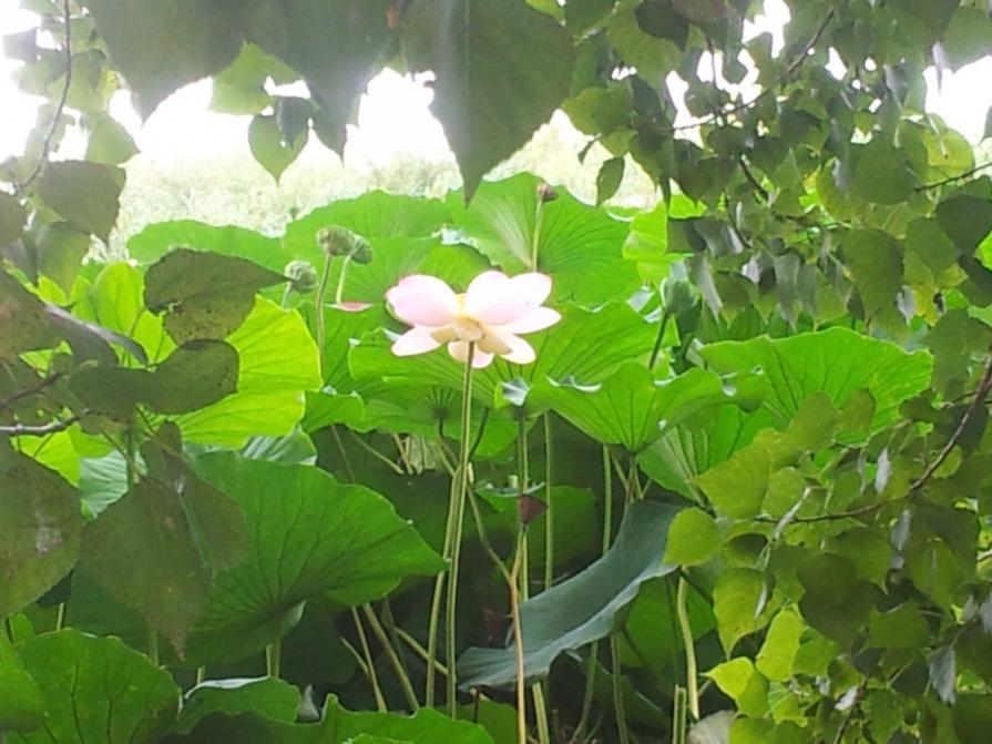 giardini spaziosi in città (foto GiuliArt)