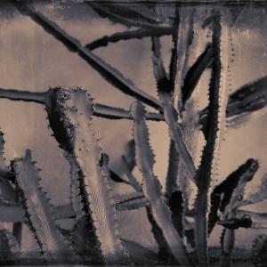 My zoo - Euphorbia Trigona