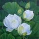 Lotuses III
