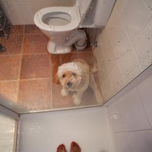 Domestic Animals: Jazz II