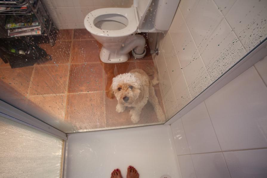 Domestic Animals: Jazz II