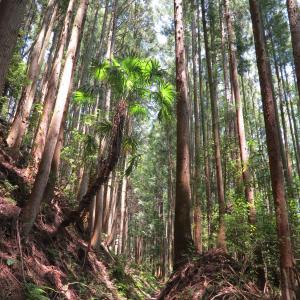 Personal Experience: Nature is a path Personal Experience: Nature is a path