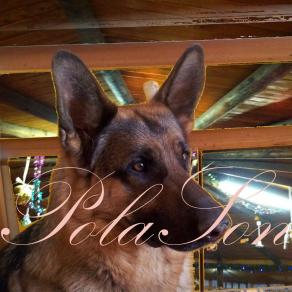 Cane Lupo tra le luci