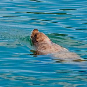 USA. Alaska 1/3. Life forms