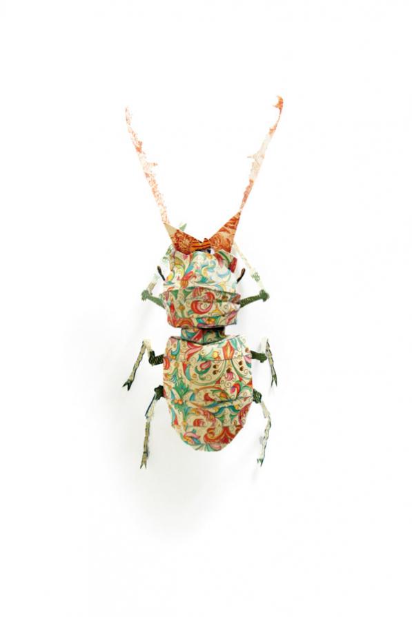 Cervo Tenaglia (Cervus Coleoptera)