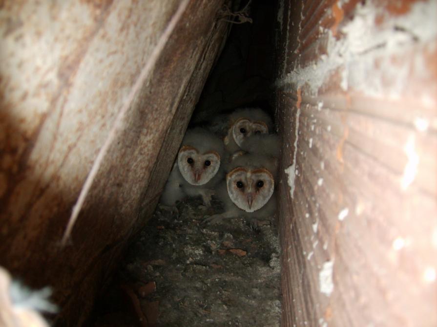 Barbagianni bambini.