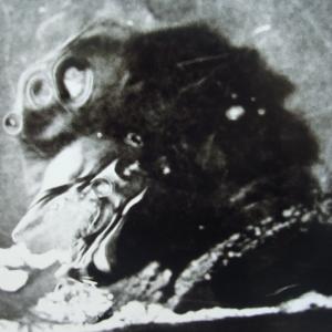 il linguaggio è una pelle il linguaggio è una pelle