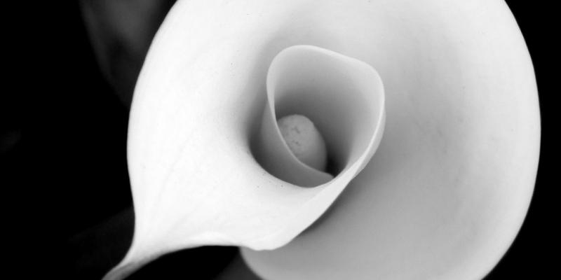 ..the elegance of nature... ..the elegance of nature...