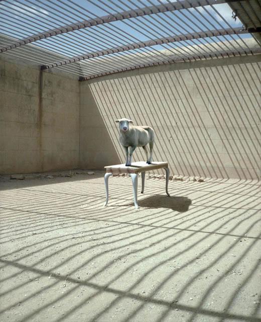 animals&landscapes #4