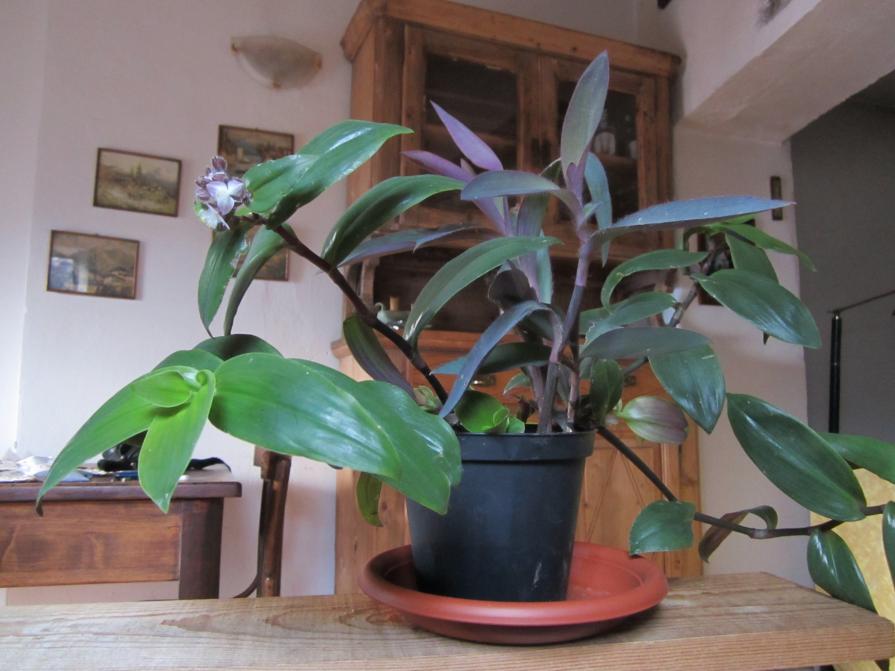 come si chiama questa pianta grassa?