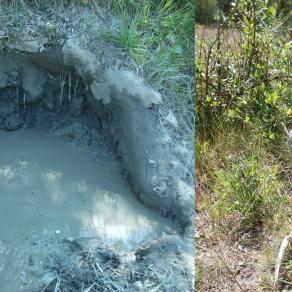 LA TOILETTE DEL CINGHIALE