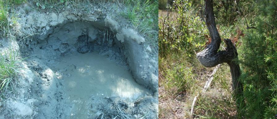 LA TOILETTE DEL CINGHIALE LA TOILETTE DEL CINGHIALE