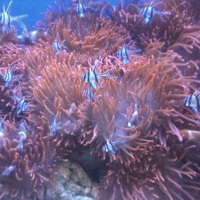 L'acquario di GENOVA