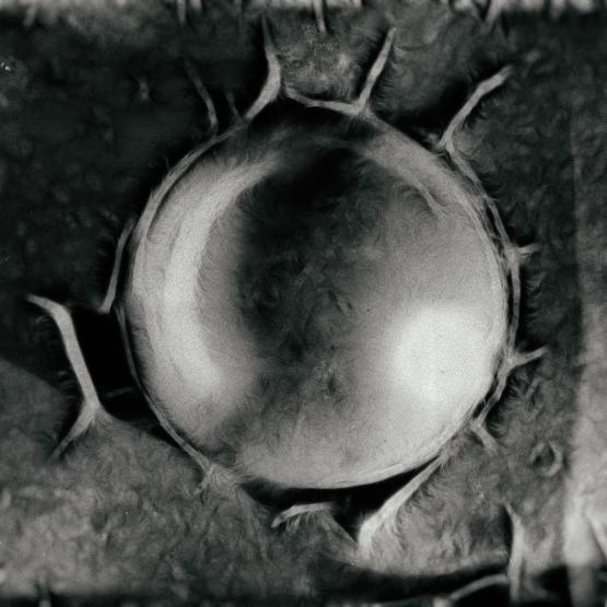 L'invasore cellulare