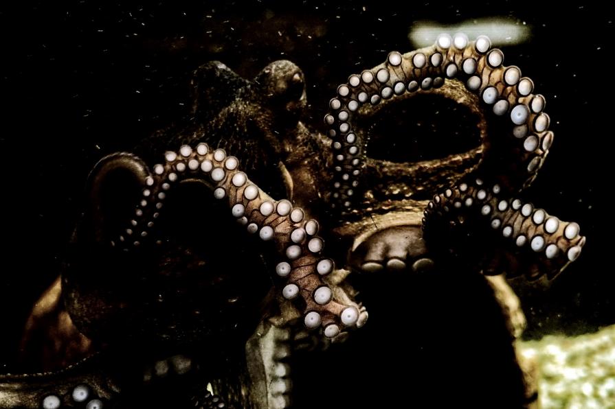 La libertà è in pericolo 