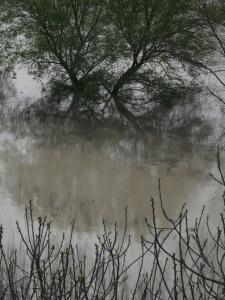 Alice Valente Visco - Radici nell'acqua