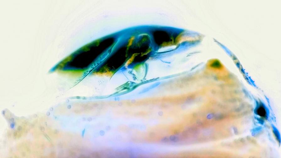 Occhio della Salvezza