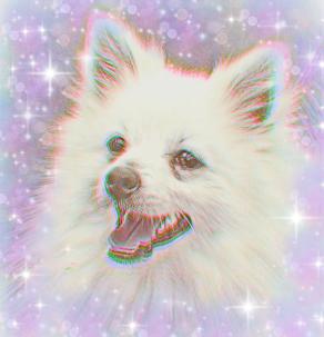 Il mondo è un posto migliore con Oliver che ci trotta dentro ...