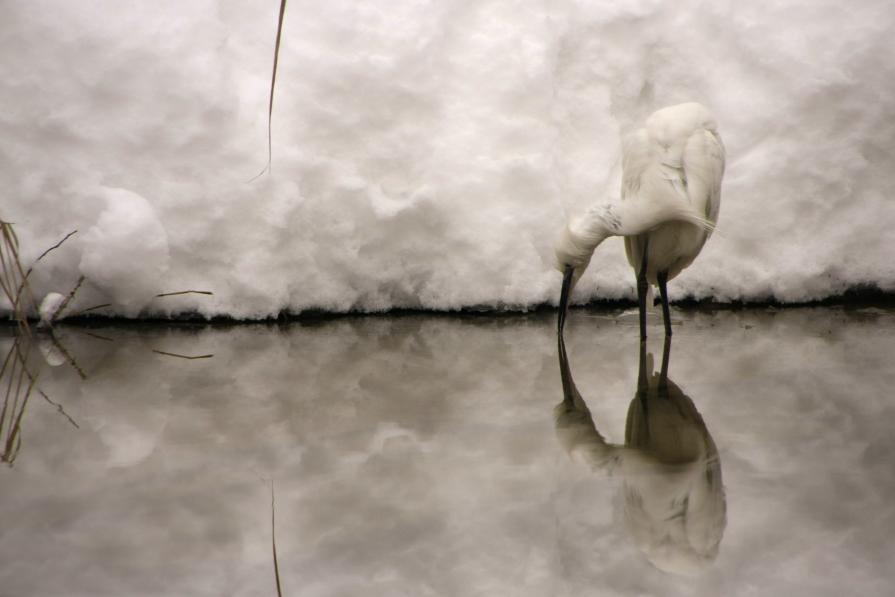 Garzetta si specchia