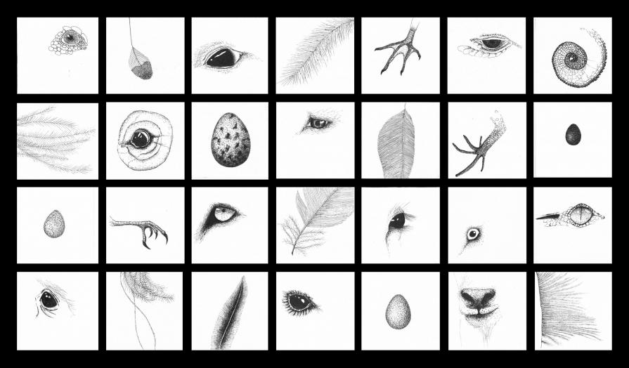 Piccolo compendio di animali perduti