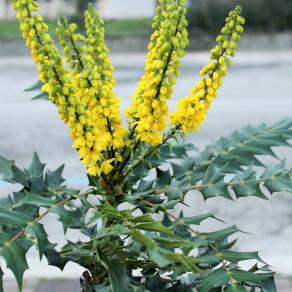 Fiori gialli particolari