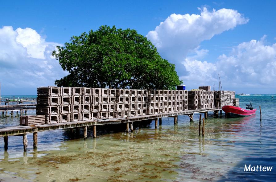 Nasse da pesca Belize