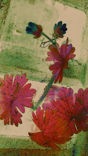 Anime Gemelle (dedica)