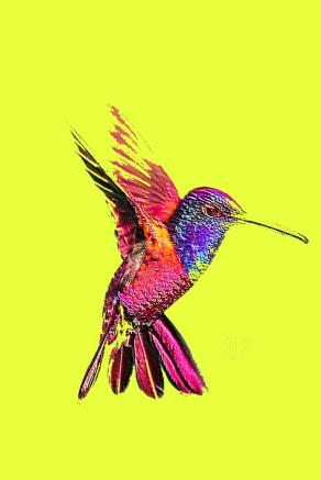 COLIBRI'
