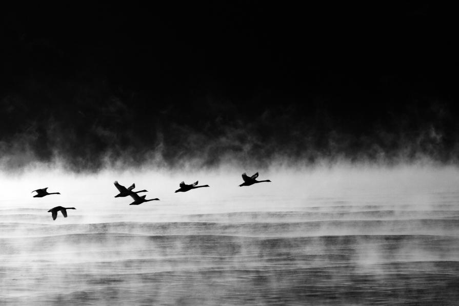 Swans In The Mist