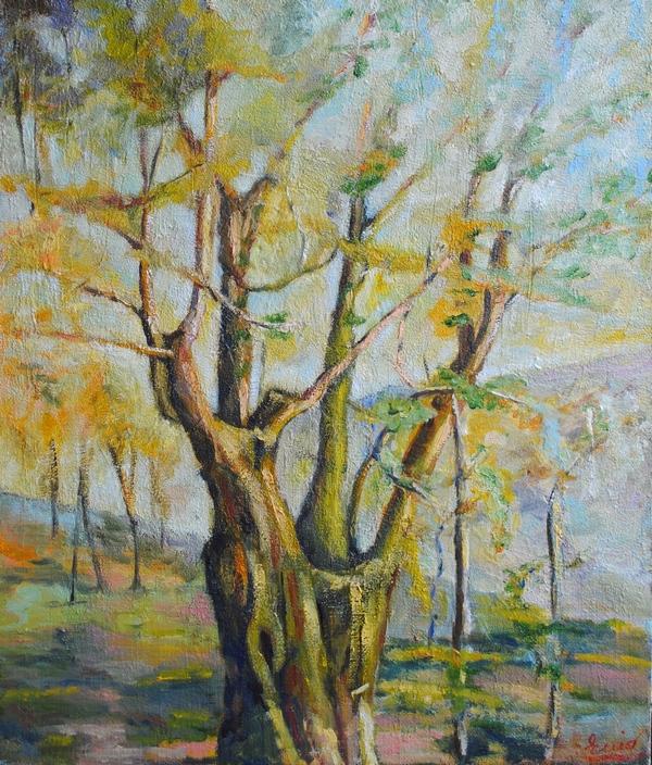 Olivo in loc. Ronchi