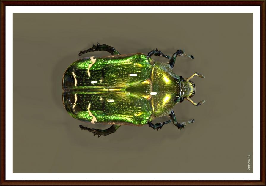 Maggiolino Cetonia aurata