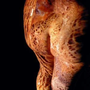 OPUNTIA FICUS OPUNTIA FICUS